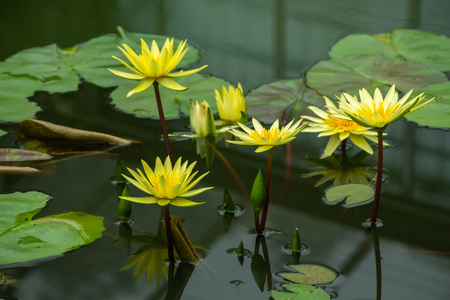 Beautiful yellow lotus in swamp in parkの写真素材