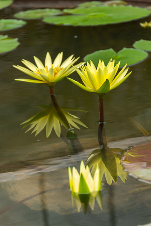 Beautiful yellow lotuses in swamp in parkの写真素材