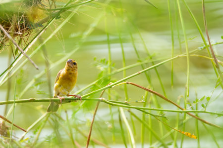 Beautiful Asian golden weaver holding branch in public park