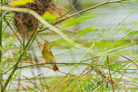 Beautiful Asian golden weaver holding branch in public parkの写真素材