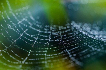 Beautiful spiderweb with raindrop as abstract background in forest (selective focus)の写真素材