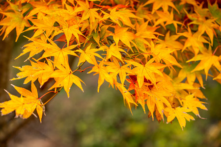 Closeup beautiful maple leaves in autumn season in japan