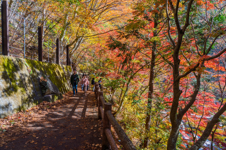 Yamanashi, Japan - November 10, 2018: Tourists walking in beautiful autumn to have sightseeing in national park in Yamanashi, Japanのeditorial素材