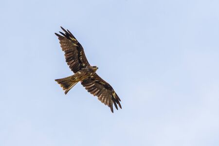 Greater spotted eagle flying in the skyの写真素材