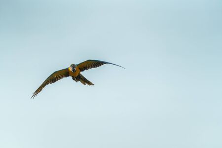 Beautiful macaw flying in the blue sky in sunny dayの写真素材