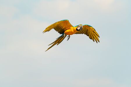 Beautiful macaw flying in the blue sky in sunny dayの写真素材