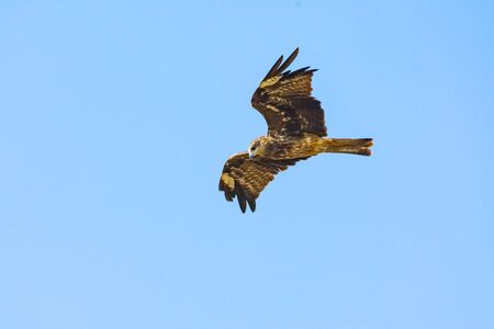 Greater spotted eagle flying in the skyの写真素材