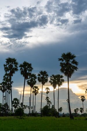 Rice farmland with sugar palm during twilight sunset in rural of Thailandの写真素材