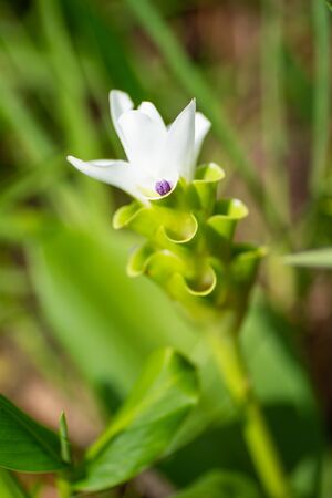 Beautiful white Saim Tulip in Saithong, national public park in Chaiyaphum, Thailandの写真素材