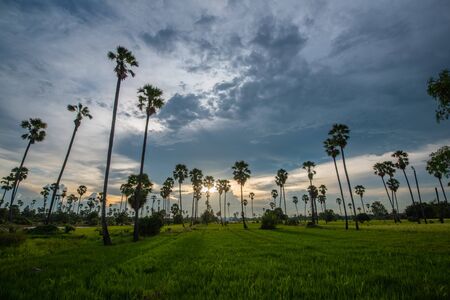 Rice farmland with sugar palm during twilight sunset in rural of Thailandの写真素材