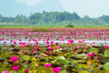 Beautiful pink lotus in swamp in public park, Thailand (Selective focus)の写真素材