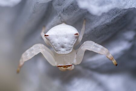 Beautiful white spider on petal of white flowerの写真素材