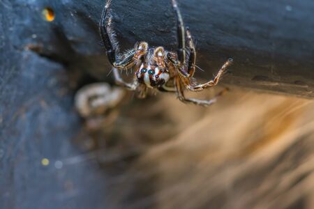 Brown striped spider up side down holding tree trunk in forestの写真素材