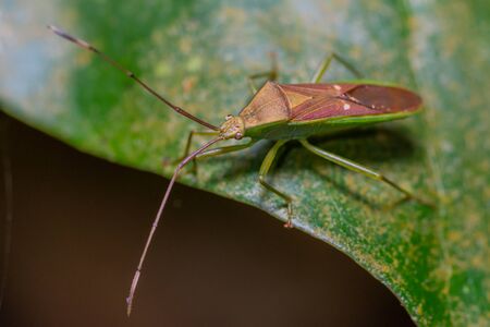 Brown insect on green leaf in forestの写真素材