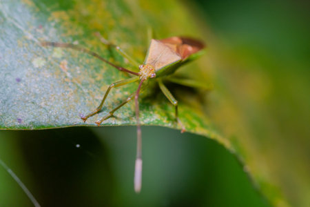 Brown insect on green leaf in forestの写真素材