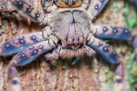 Brown spider on tree trunk in forestの写真素材