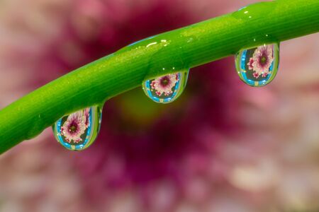 Reflection of flower in waterdrops on green tree branch in public parkの写真素材