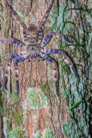 Brown spider on tree trunk in forestの写真素材