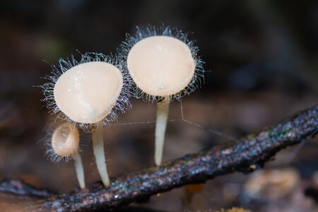 White hairy mushroom growing on tree trunk in forestの写真素材