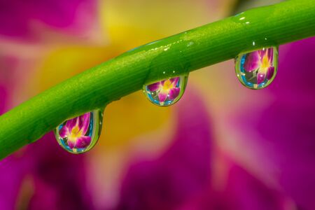 Reflection of flower in waterdrops on green tree branch in public parkの写真素材