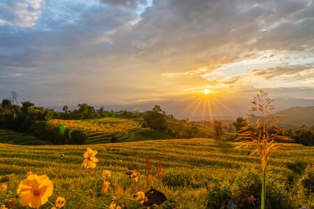 Beautiful rice terraces during sunset in Pa Bong Piang, the rural village in Chiangmai, Thailandの写真素材