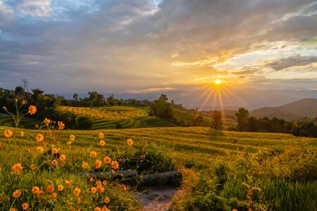 Beautiful rice terraces during sunset in Pa Bong Piang, the rural village in Chiangmai, Thailandの写真素材