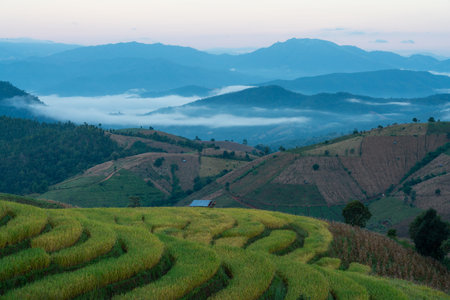 Beautiful rice terraces in the morning with fog environment in Pa Bong Piang, the rural village in Chiangmai, Thailandの写真素材