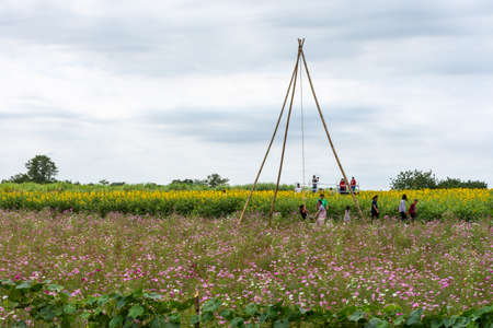 Nakhonsawan, Thailand - December 2018: Flowers farm in rural, where is travel destination opened for tourists for sight seeing in Nakhonsawan, Thailandのeditorial素材