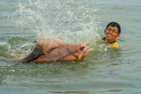 Lopburi, Thailand - January 2019: Rural boy is bathing buffalo in  swamp in countryside of Lopburi, Thailandのeditorial素材