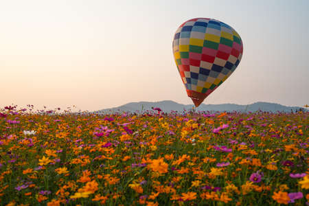 Chiangrai, Thailand - February 15, 2019: Balloon flies over cosmos farm for tourists enjoying International Balloon Festival 2019 at Singha park in Chiangrai, Thailandのeditorial素材