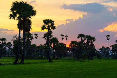 Sugar palm and rice field at sunset in countryside of thailandの写真素材
