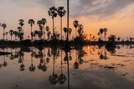 Reflection of the sun and palm trees in the water at sunsetの写真素材