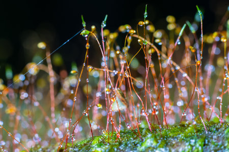 Tiny moss covered with dewdrops in the national parkの写真素材