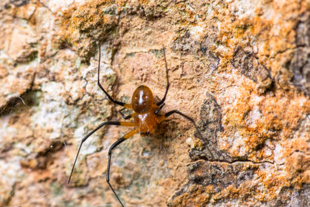 Brown spider climbing on tree trunk in tropical forestの写真素材