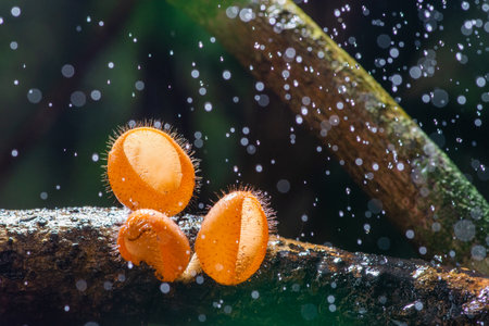 eautiful harirymushrooms on wood in rain drops in rainy forestの写真素材