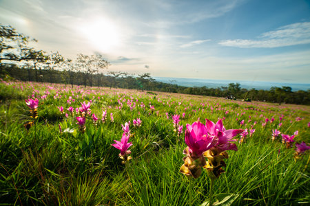 Field of pink Siam Tulip in sunrise sky morning in Saithong Nation Park of Thailandの写真素材