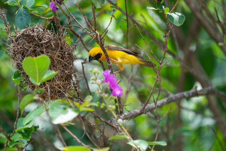 Golden sparrow is making its own nest preapring for its baby bird on the branches of tree.の写真素材