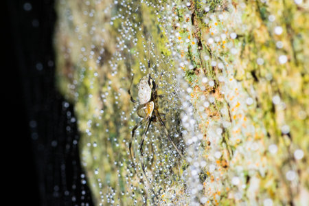 Spider climbing on the tree trunk with dew drop on its web in national parkの写真素材