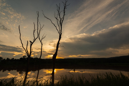 Dead woods in swamp in beautiful sunset skyの写真素材