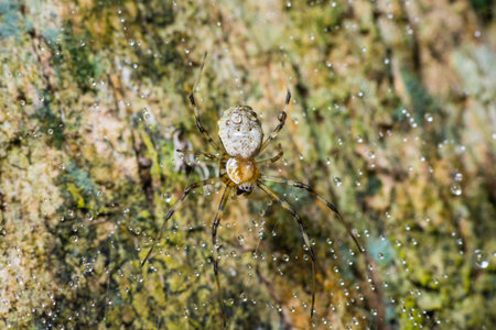 Spider climbing on the tree trunk with dew drop on its web in national parkの写真素材