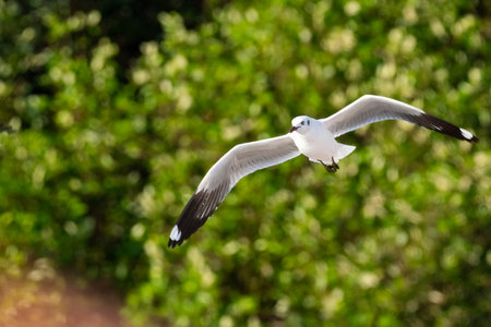 Single seagull flying over the sea at Bangpu, Thailandの写真素材