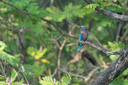 Indochinese roller holding branch of tree in park.の写真素材