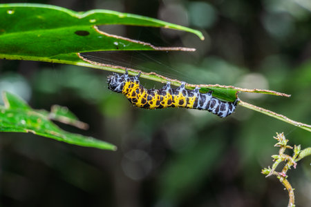 Colorful caterpillar climbing on branch of tree.の写真素材