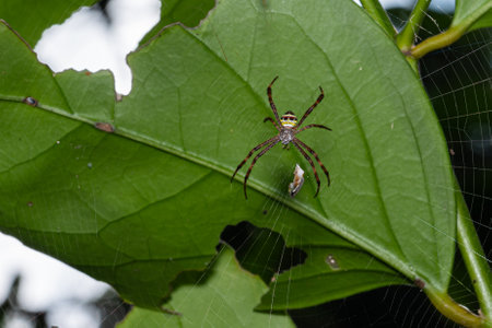 Argiope keyserlingi spider climbing under green leaf in forest.の写真素材