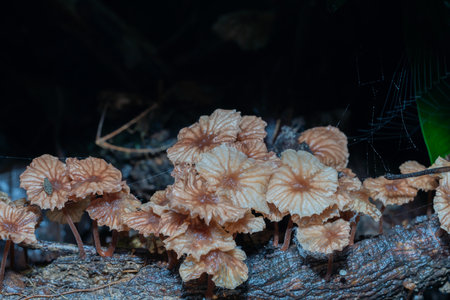 Fairy ring mushrooms on decayed trunk in forest.の写真素材