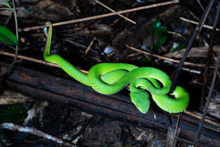 Green pit vipers on decayed bamboo in forest.の写真素材