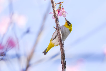 Chestnut flanked white eye bird perching on branch of wild himalayan cherry.の写真素材
