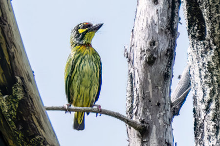 Coppersmith Barbet perching on branch of tree in park.の写真素材