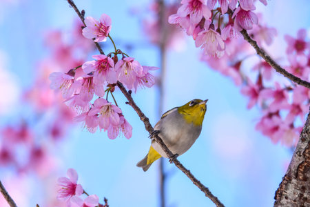Chestnut flanked white eye bird perching on branch of wild himalayan cherry.