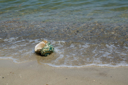 Large seashell Turbo Marmoratus on the beach